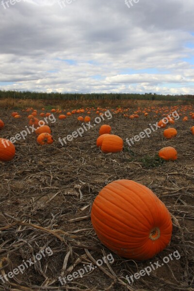 Pumpkin Patch October Pumpkin Field Autumn