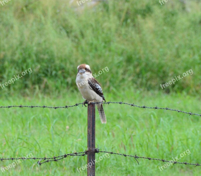 Kookaburra Bird Fence Australia Wildlife