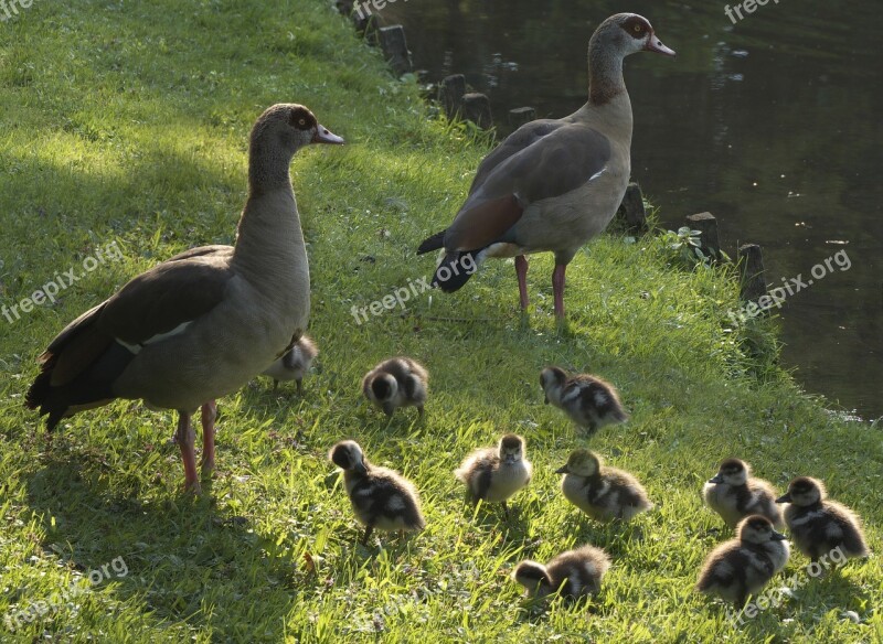 Ducks Chicken Entenkuecken Water Bird Young