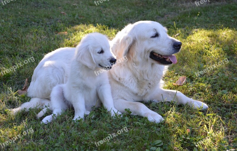 Puppy Bitch Dogs Golden Retriever Pets