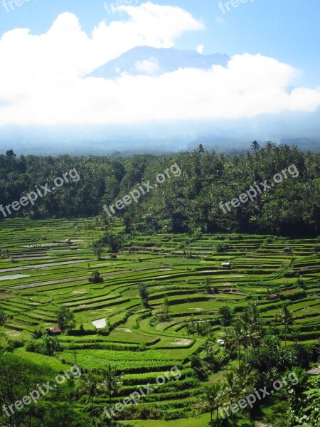 Bali Rice Fields Volcano Free Photos