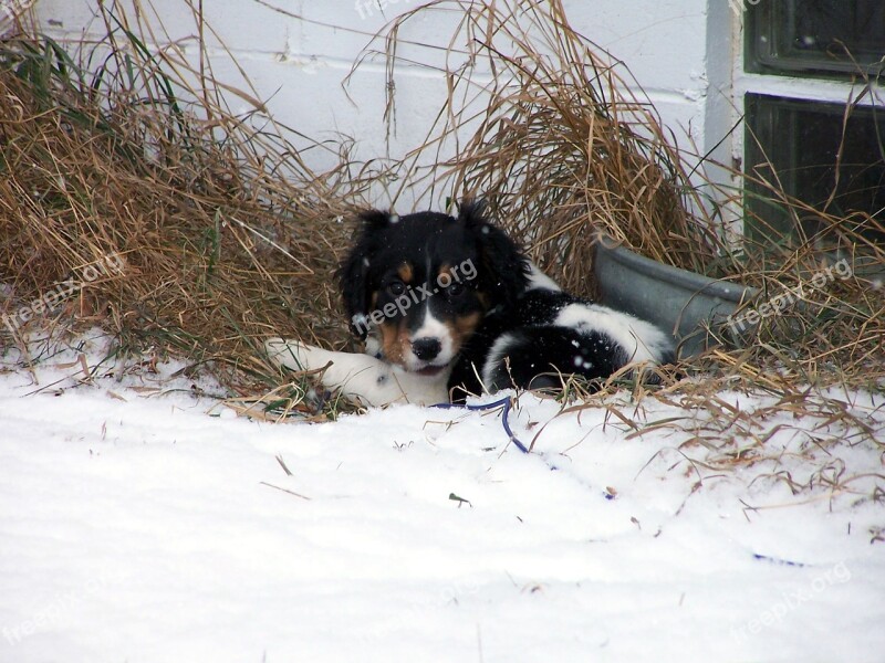 Puppy Dog Canine Springer Spaniel