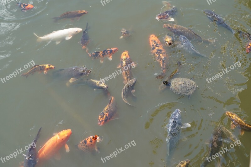 Koi Fish Water Carp Pond