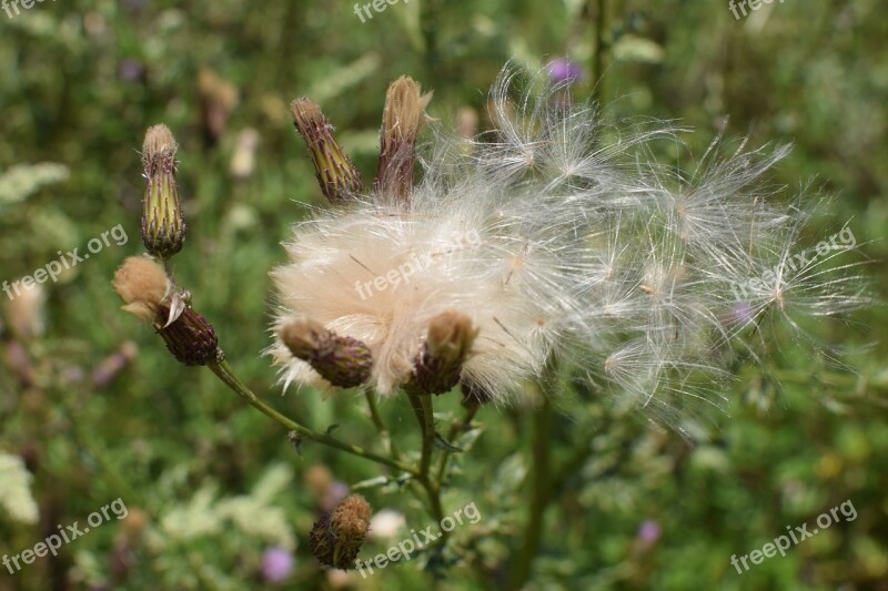 Thistle Seeds Nature Faded Seeds Was