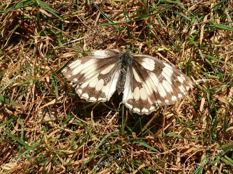 Butterfly Marbled White Black Insect