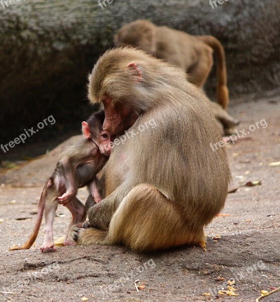 Ape Monkey Family Zoo äffchen Young Animal