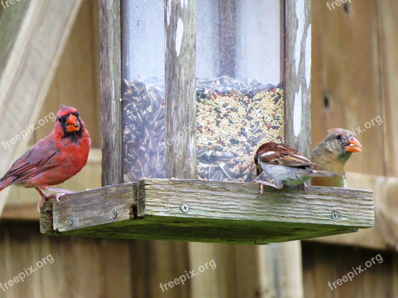 Birds Bird Feeder Colorful Wildlife Free Photos