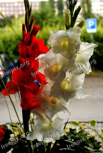 Window Flowers Gladiolus Red White