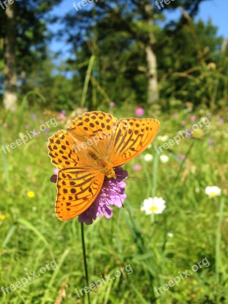 Butterfly Blossom Bloom Summer Sweden