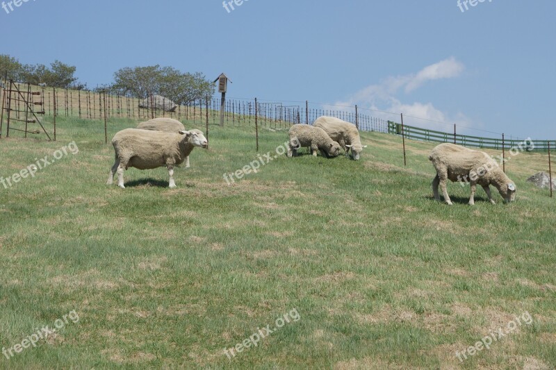 Daegwallyeong Cattle Ranch Yang Meadow Lamb