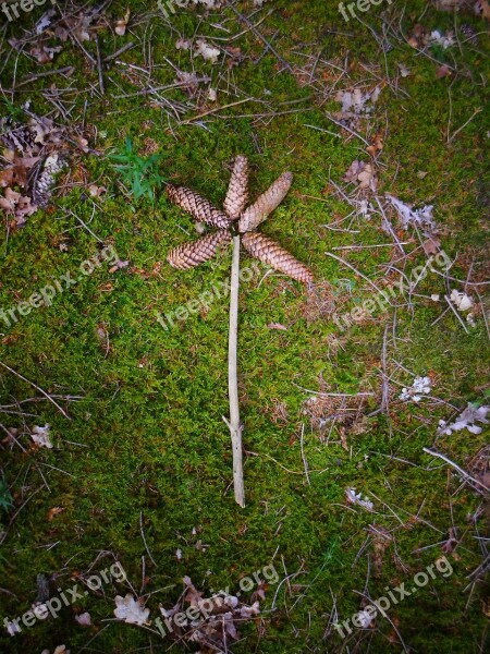 Forest Floor Flower Pine Cones Forest Branch