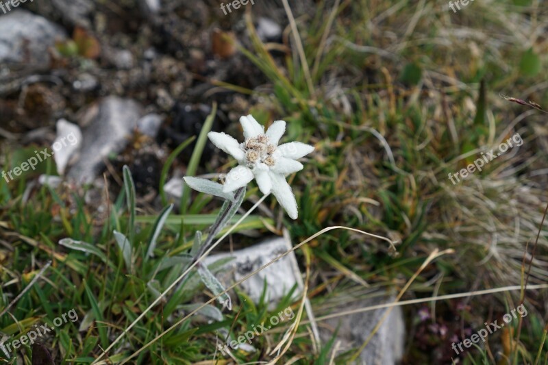 Edelweiss Alpine Edelweiß Leontopodium Microdochium Alpine Flower Flower