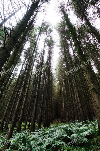 Trees Forest Tall Pine Light