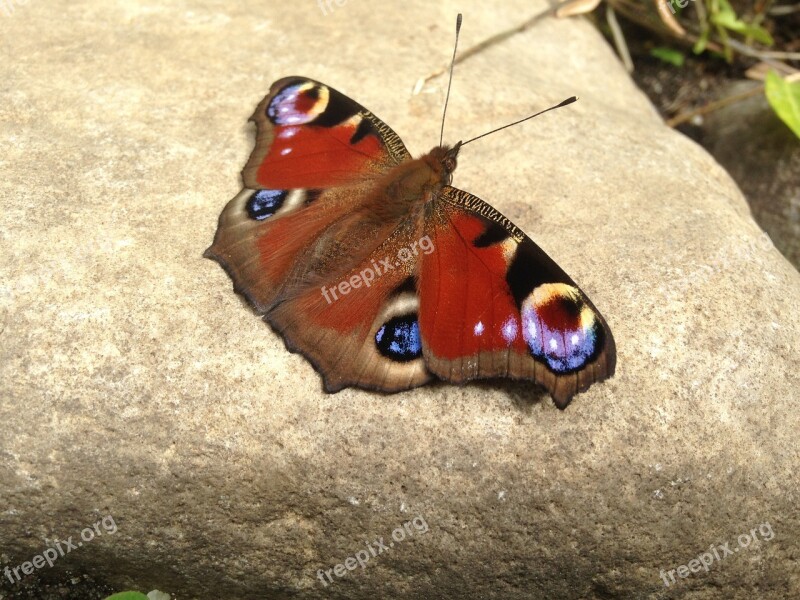 Peacock Butterfly Butterfly Butterflies Edelfalter Insect