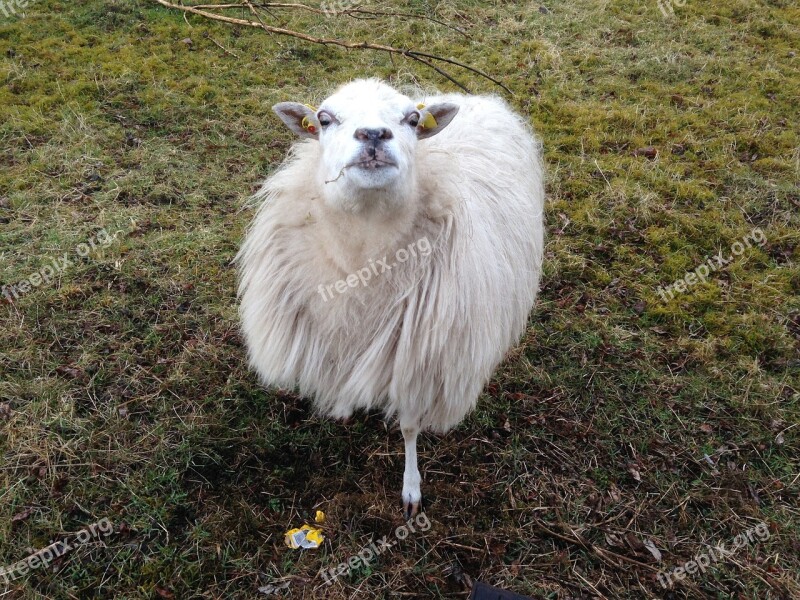 Sheep Watch Sniffing Animal Nature