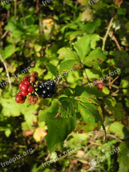 Woodland Plant Non Edible Nature Macro Free Photos