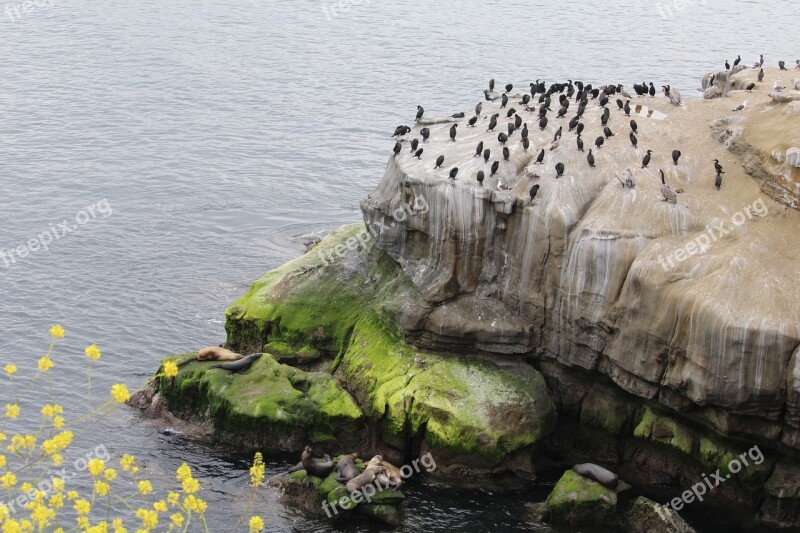 California Sea ​​lion La Jolla Cormorant Free Photos