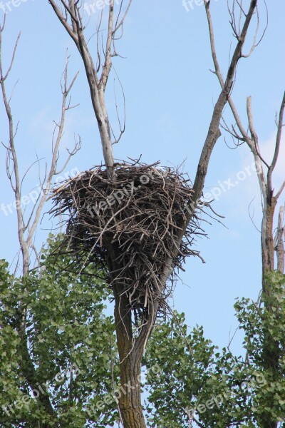 Nest Bald Eagles Nest Bird Eagle Wildlife