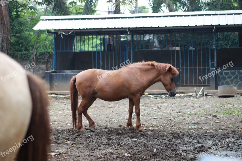 Horse Wildlife Nat Geo Planet Animals Geo Wild