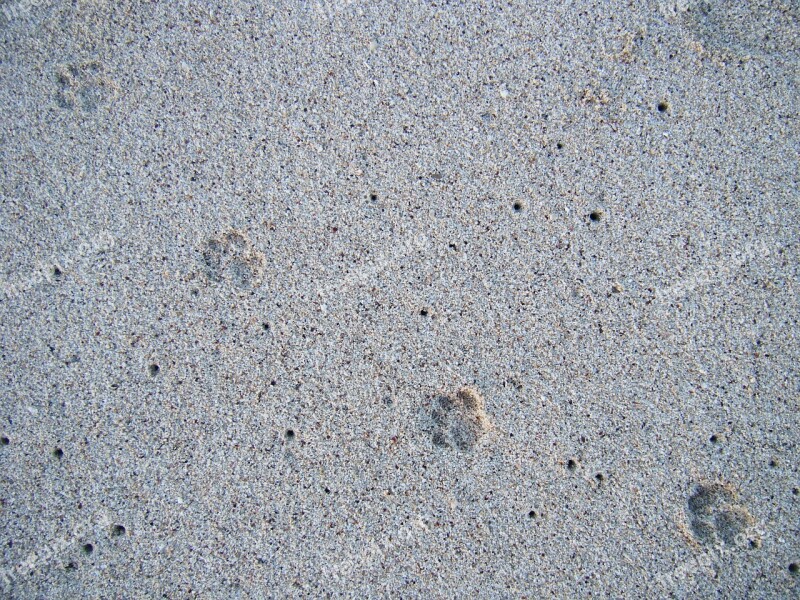 Sand Animal Foot Print Hawaii