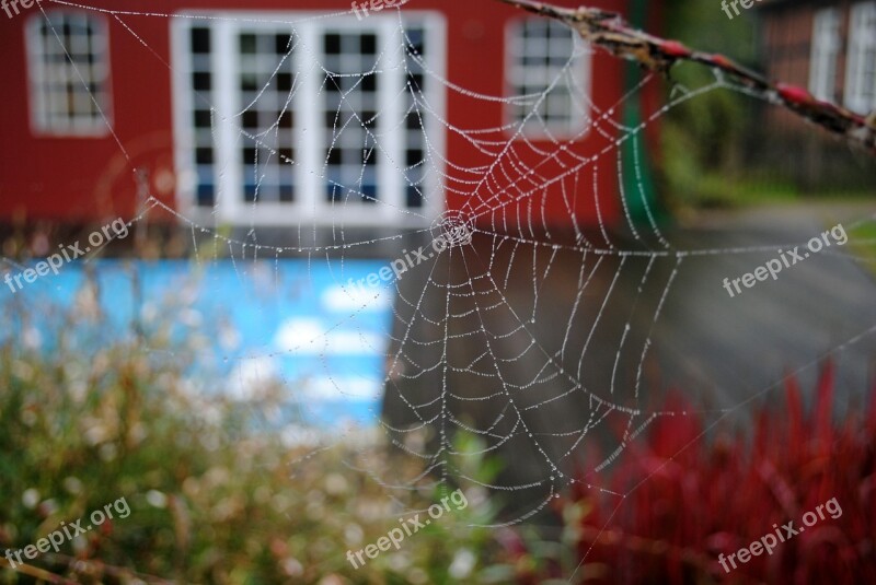 Cobweb Nature Spider Free Photos