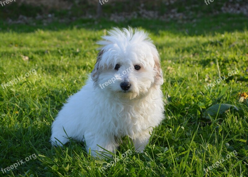 Dog Puppy Young Cotton Tulear Domestic Animal