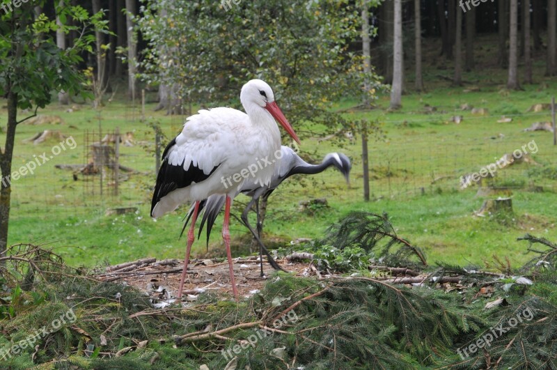 Wildlife Park Poing Stork Free Photos