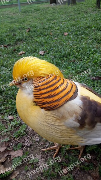 Bird Zoo Bird Park Yellow Summer