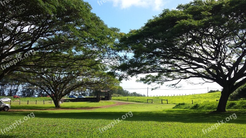 Trees Touching Cover Grass Park