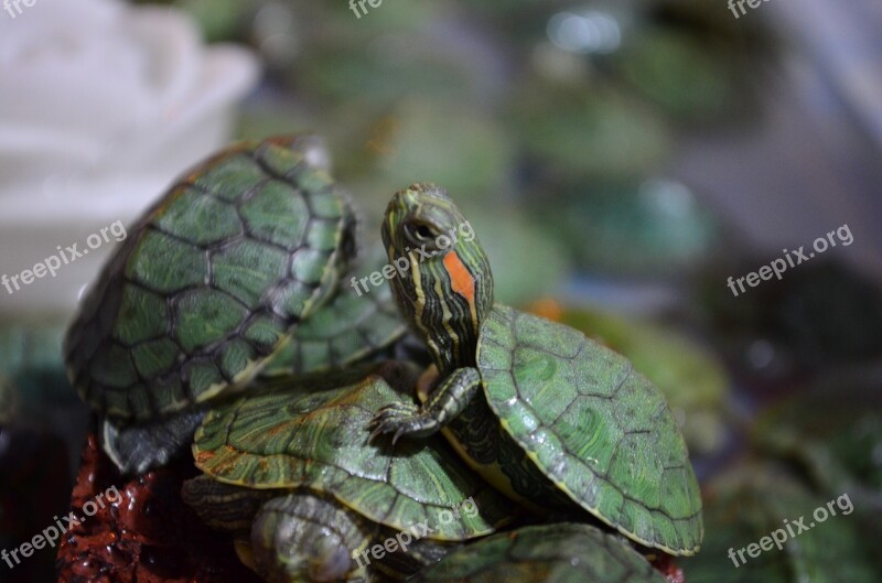 Turtles Turtle Green Macro Free Photos