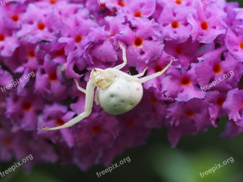 Dorsata Spider Summer Lilac Nature Arachnids