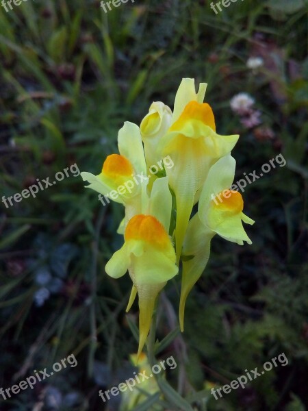 Linaria Common Flower Yellow Wild Flax