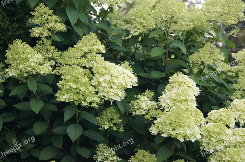 Flowers Hydrangea A Garden Plant Hydrangeas Garden