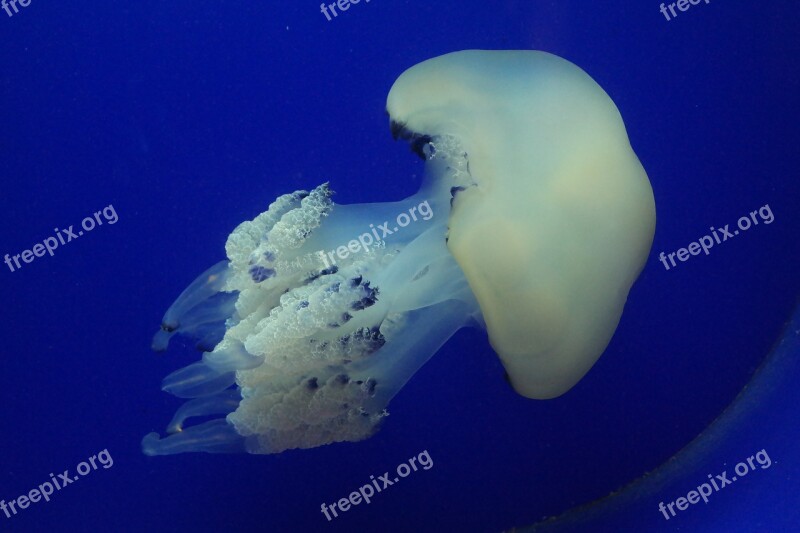 Jellyfish Under Water Creatures Sea Aquarium Pula