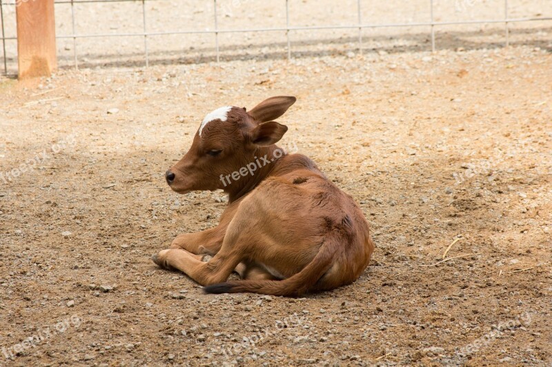 Cow Calf Baby Animal Free Photos