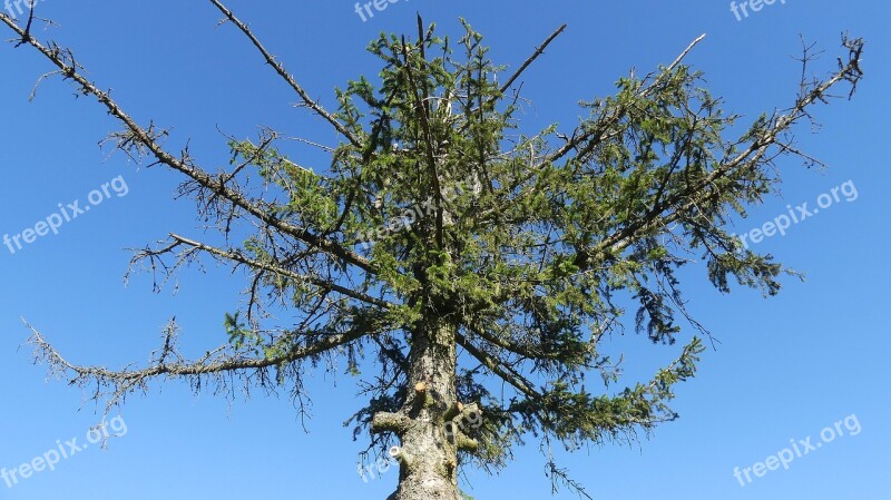 Tree Conifer Dying Tree Dead Tree Crown