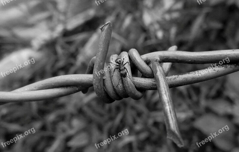 Black And White Insect Ant Wire Of Pua Nature