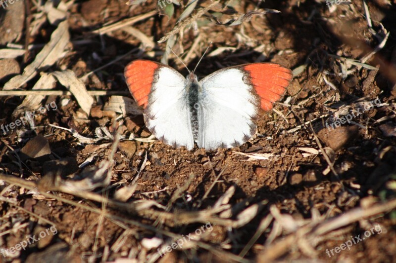 Butterfly Orange Wings South Africa Free Photos