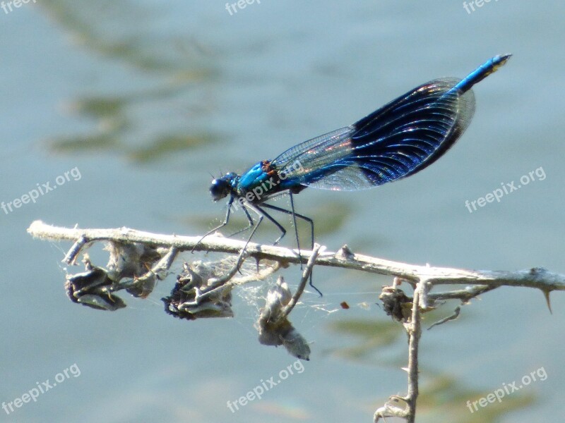 Demoiselle Dragonfly Summer Nature Sun