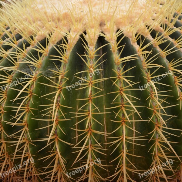 Cactus Points Plant Garden Botany