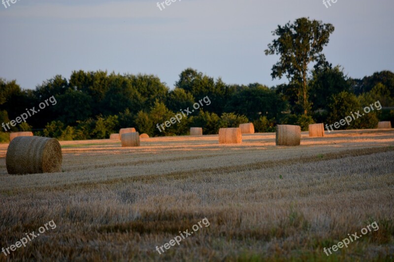 Landscape Cereals Wheat Harvest Straw