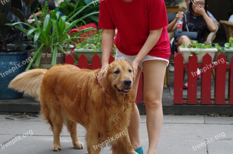 Dog Large Dogs Wetlands Free Photos