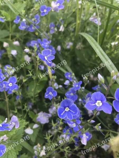 Veronica Dubravnaya Flowers Of The Field Lilac Purple Summer