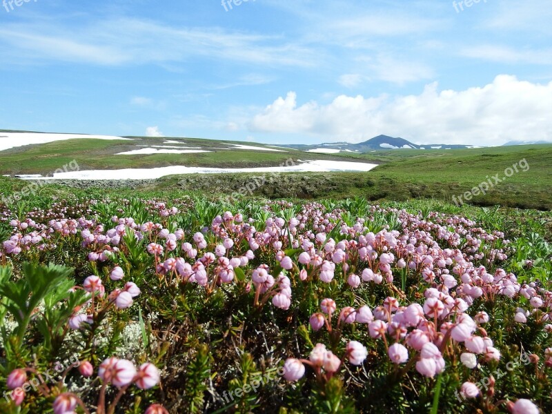 Creek Mountain Plateau Flowers Snow The Snow