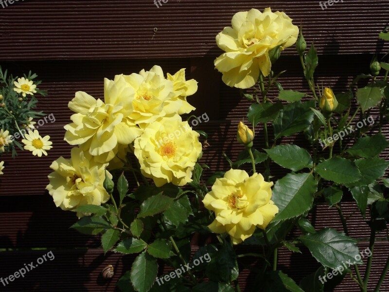 Rose Yellow Rose Blooms Nature Plant