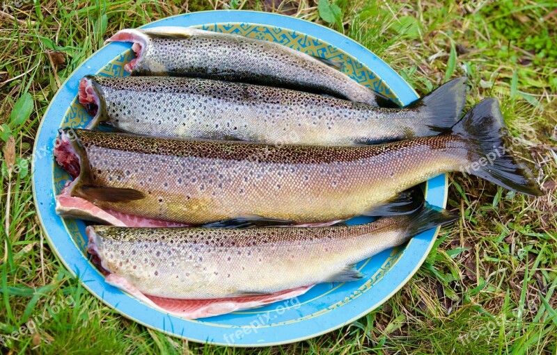 Fish Fishing Freshwater Fish Trout Fresh Fish