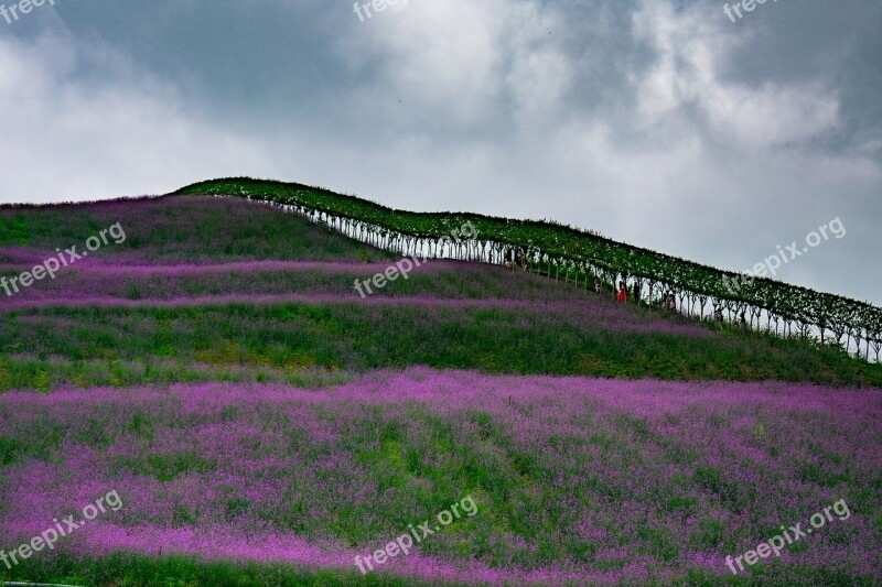 China Guizhou Tongzi North Guizhou Huahai Verbena