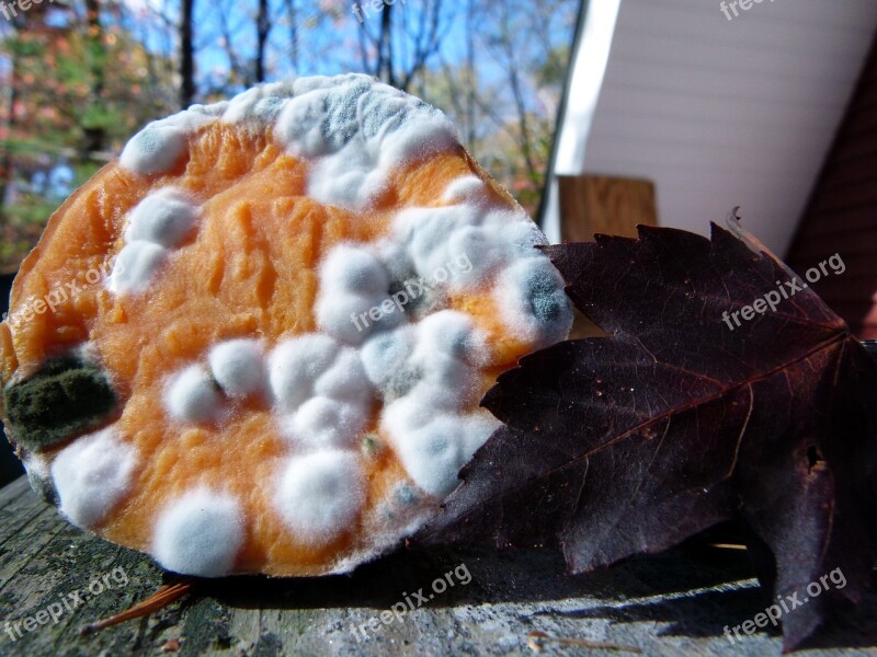 Mold On Cooked Yam Moldy Penicillium Fungus Rotten