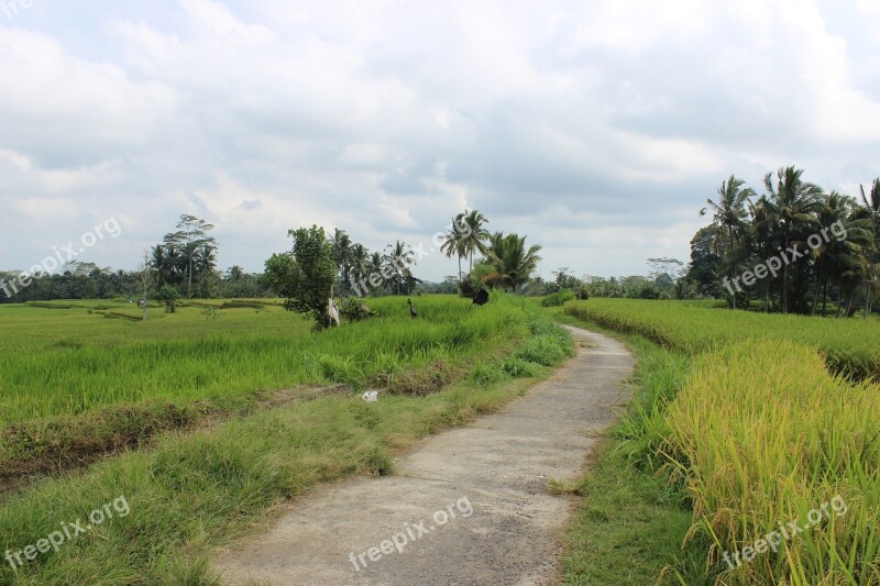 Rice Fields Farm Road Free Photos