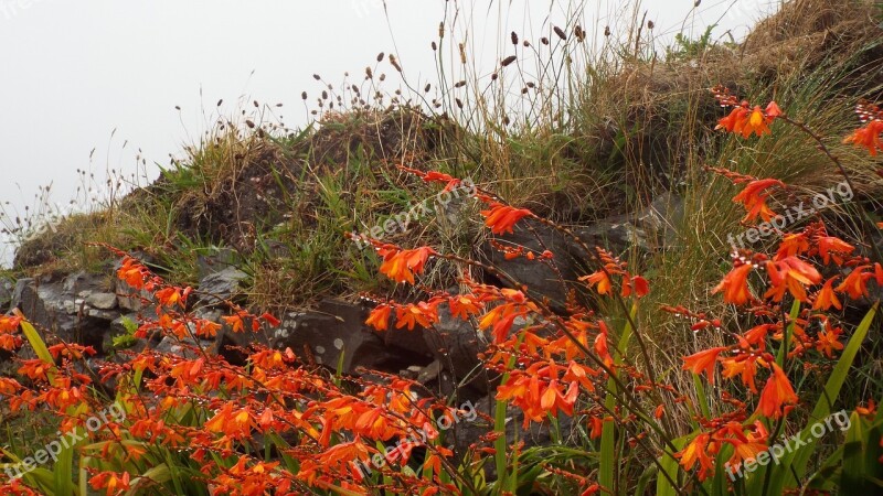 Montbretia Red Flowers Ireland Irish Coast